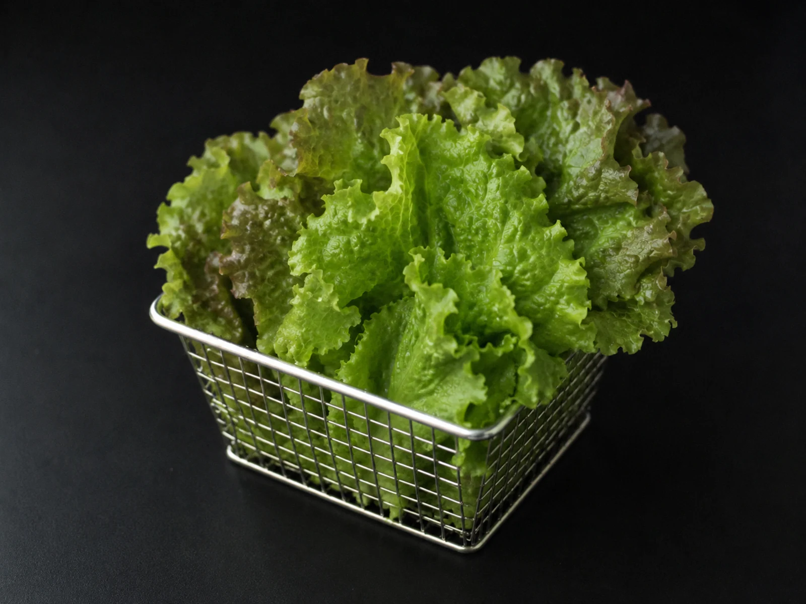 Fresh Lettuce